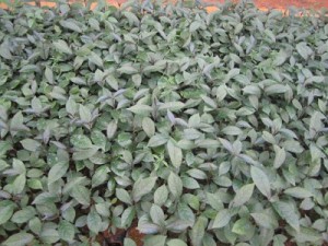 Cây giống ba kích, số lượng lớn, giao cây toàn quốc.