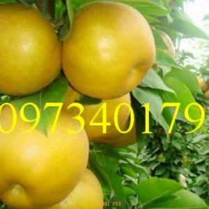 Giống cây lê vàng nhập khẩu Đài Loan, cây lê vàng, kĩ thuật trồng lê vàng, cây lê, lê vàng
