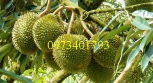 Giống cây Sầu riêng