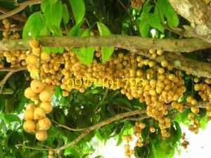 Giống cây dâu da thái, cây dâu da thái, cây dâu da, dâu da thái, dâu da