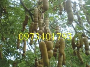 Cây giống me thái, me thái, cây me thái, cây me, kĩ thuật trồng cây me thái
