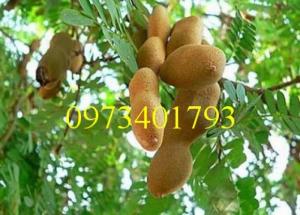 Cây giống me thái, me thái, cây me thái, cây me, kĩ thuật trồng cây me thái
