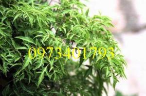 Cung câp cây Giống Đinh lăng uy tín, chất lượng