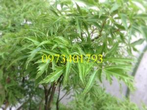 Cung câp cây Giống Đinh lăng uy tín, chất lượng