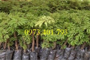 Cung câp cây Giống Đinh lăng uy tín, chất lượng