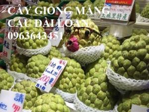 Cây giống na dai, na Thái Lan, mãng cầu xiêm Thái, na bở Đài Loan, mãng cầu Đài Loan, mãng cầu na Đài Loan, na tím nhập khẩu chuẩn