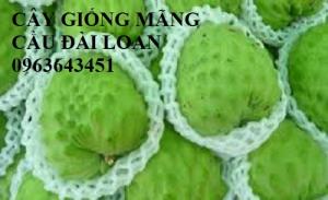 Cây giống na dai, na Thái Lan, mãng cầu xiêm Thái, na bở Đài Loan, mãng cầu Đài Loan, mãng cầu na Đài Loan, na tím nhập khẩu chuẩn