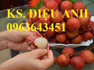 Cây giống ổi tím Malaysia, ổi đỏ, sấu ghép, sấu hạt, vải thiều Thanh Hà, vải thiều Lục Ngạn chuẩn giống