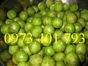 Cây giống sấu hạt, sấu hạt, cây sấu hạt, kĩ thuật trồng cây sấu hạt