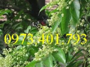 Cây giống sấu hạt, sấu hạt, cây sấu hạt, kĩ thuật trồng cây sấu hạt