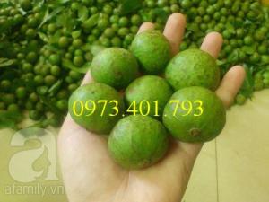 Cây giống sấu hạt, sấu hạt, cây sấu hạt, kĩ thuật trồng cây sấu hạt