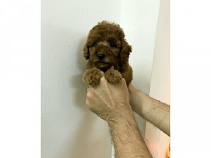 Chuyên các giống POODLE THÁI