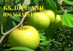 Cây giống táo đại, táo đào vàng, táo Đài Loan, táo Thái Lan, táo T5, táo D28, hỗ trợ kĩ thuật và đầu ra