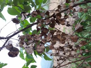 Củ mài (hoài sơn) dược liệu quý