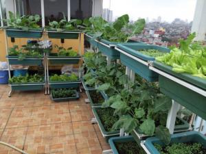 Đất sạch trồng rau Tribat - Giúp cho cây sinh trưởng và phát triển toàn diện