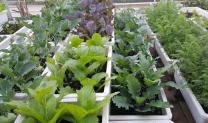 Đất sạch trồng rau Tribat - Giúp cho cây sinh trưởng và phát triển toàn diện