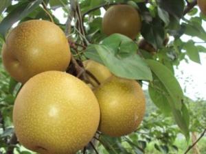 Chuyên cung cấp cây giống lê vàng, lê nâu, số lượng lớn, giao cây toàn quốc.