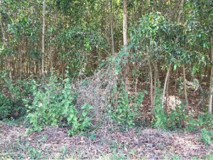 Bán đất trung tâm huyện đất đỏ