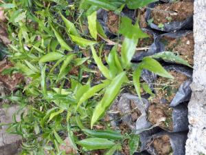 Cây giống.hat giống rau sắng ,rau ngót rừng
