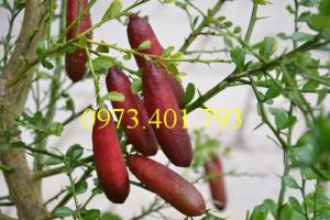 Giống cây Chanh ngón tay thái lan