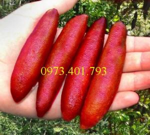 Giống cây Chanh ngón tay thái lan