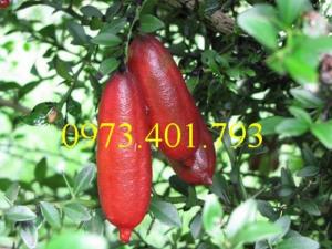 Giống cây Chanh ngón tay thái lan