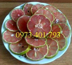 Cây giống Chanh Đào