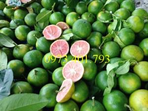 Cây giống Chanh Đào