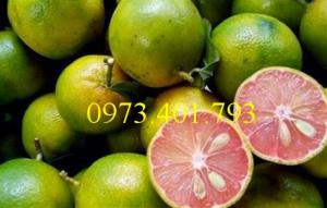 Cây giống Chanh Đào