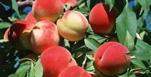 Chuyên cung cấp cây giống đào bát tiên, đào quả đỏ, đào quả vàng, giao cây toàn quốc