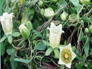 Chuyên cung cấp cây giống đẳng sâm, số lượng lớn, giao cây toàn quốc
