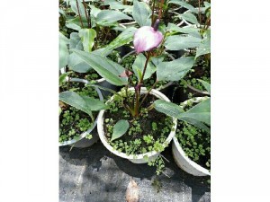 Hồng môn tím, hồng, đỏ chậu trung