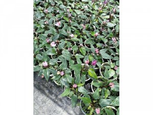 Hồng môn tím, hồng, đỏ chậu trung