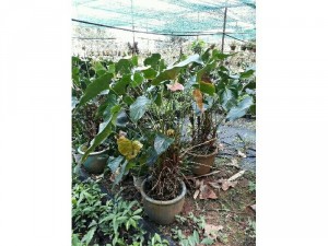 Hồng môn hồng chậu lớn