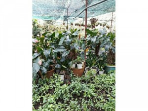 Hồng môn hồng chậu lớn