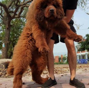 Thần Khuyển Ngao Tây Tạng 4 tháng Tuổi Tuyệt Đẹp