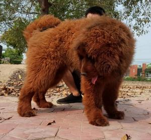 Thần Khuyển Ngao Tây Tạng 4 tháng Tuổi Tuyệt Đẹp