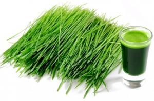 Mầm lúa mạch - Giá 65.000đ/1kg