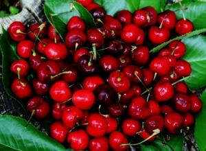 Cây giống cherry brazin, cherry anh đào, số lượng lớn, giao cây toàn quốc.