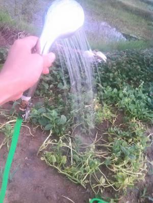 bơm cũng sử dụng cho vòi sen tắm, để tắm hoặc tưới cây