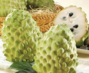 Cây giống na bở Đài Loan, cây na bở, chuẩn giống, số lượng lớn, giao cây toàn quốc