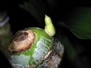 Sản phẩm kích rễ N3M