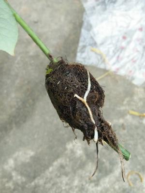 Sản phẩm kích rễ N3M