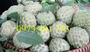 Giống cây na dai, na dai, cây na dai, na, cây na, kĩ thuật trồng cây na dai