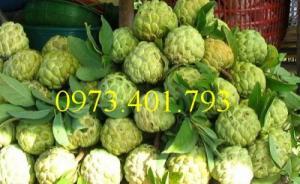 Giống cây na dai, na dai, cây na dai, na, cây na, kĩ thuật trồng cây na dai