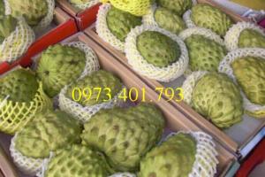 Giống cây na đài loan, na đài loan, cây na đài loan, na , cây na , kĩ thuật trồng cây na