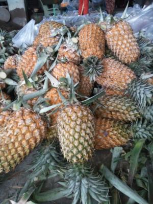 Cung Cấp sĩ & lẽ Thơm (Dứa) Các loại, giá Gốc Tận vườn. Thơm Tân phước.