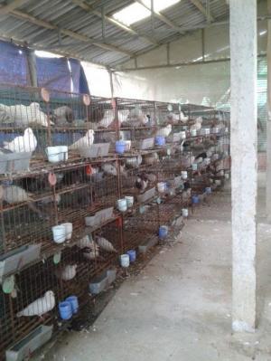 Cần thanh lý gấp 80 cặp bồ câu giống pháp