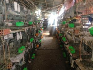 Cần thanh lý gấp 80 cặp bồ câu giống pháp