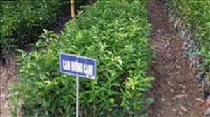Chuyên cung cấp cây giống cam đường canh, cam canh, cam kết chuẩn giống, số lượng lớn.